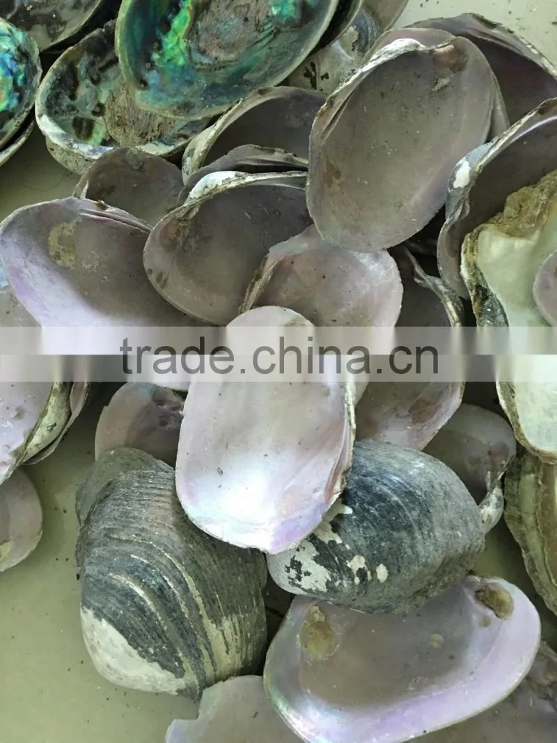 raw American pink shell