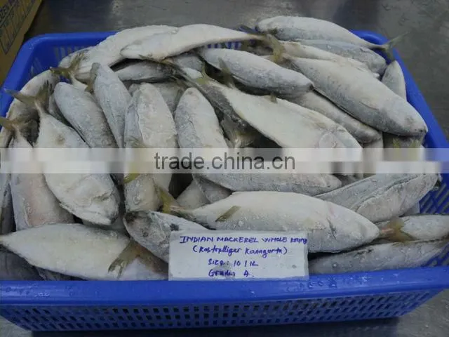 FROZEN INDIAN MACKEREL
