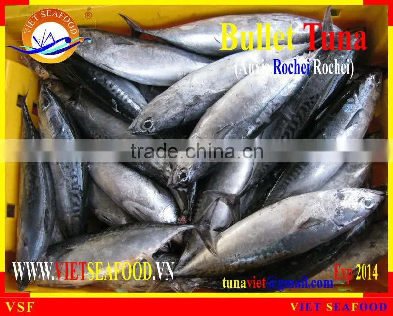 FROZEN W/R BULLET TUNA