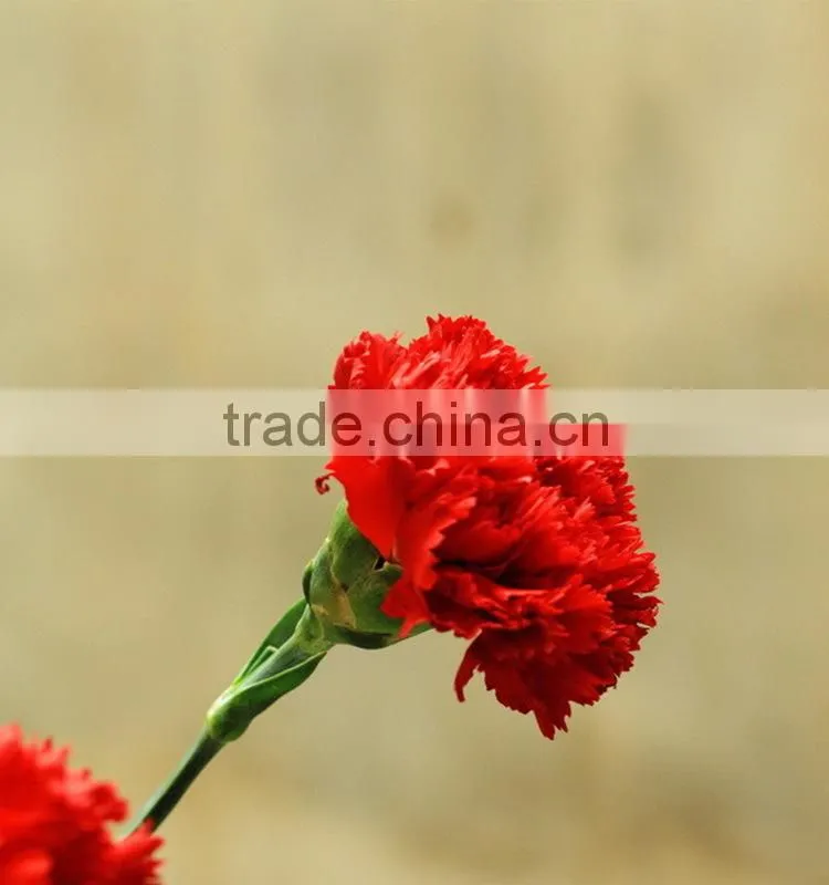 Good quality Mastor red carnation cut flower for wholesale