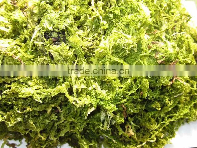 ULVA SEA LECTTUCE seaweed