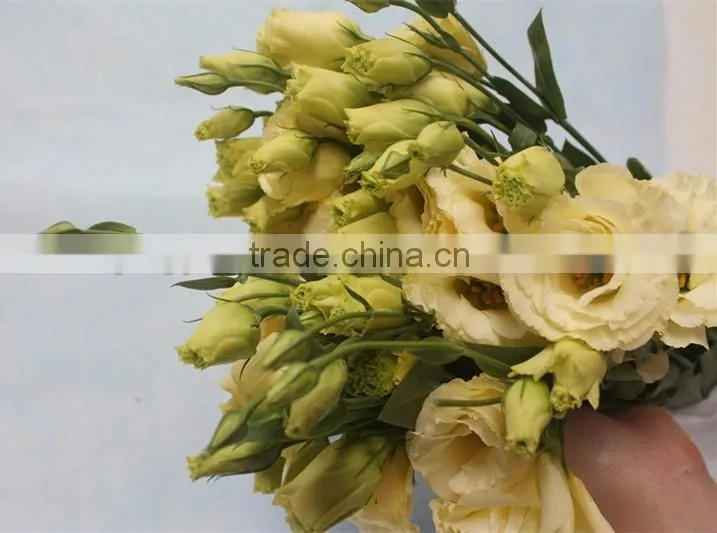 Factory direct sale high quality eustoma flowers for home decoration