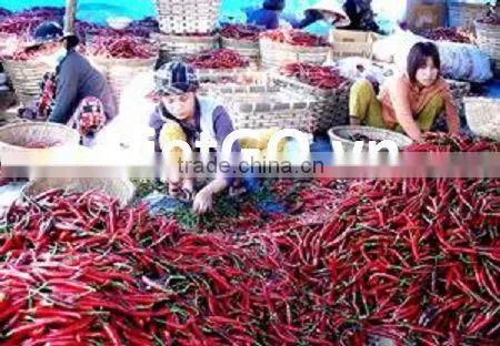 Good quality dry red chili
