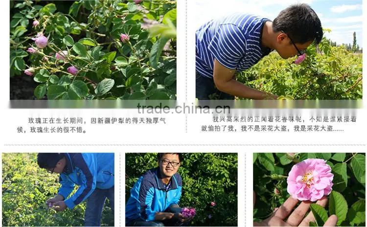bulk manufacturer wholesale clove oil