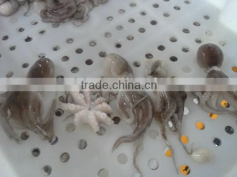Frozen baby octopus 20-60g