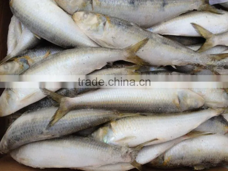 2016 Hot sale best quality newly caught w/r frozen sardine fish 8-10pcs/kg from China