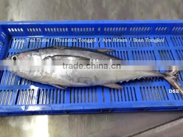 frozen fresh longtail tuna fish whole round