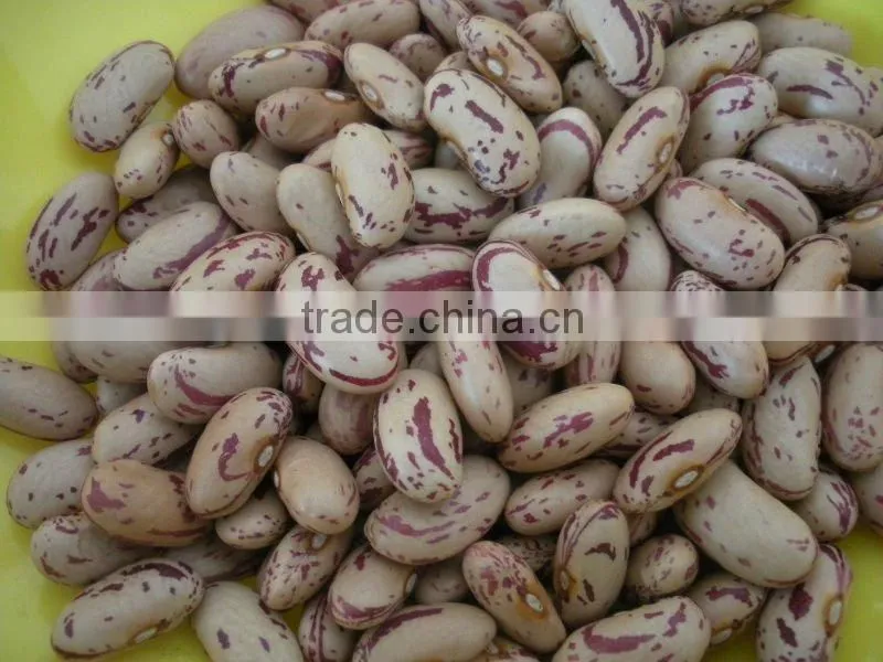 2011 New Crop Bean With Long Shape
