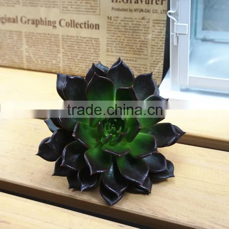 Echeveia 'Black Prince' of succulent plants