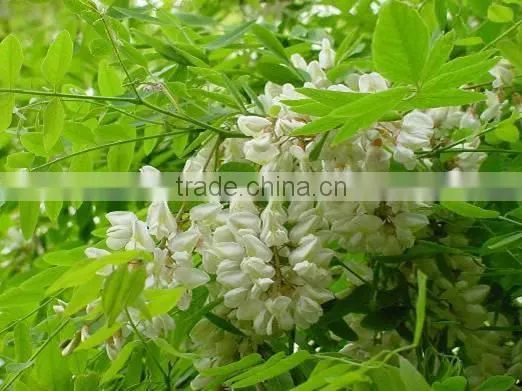 Plant Extract Sophora flower extract powder5:1 /Robinia pseudoacacia L.extract powder with Robinin 95%