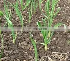 Garlic oil