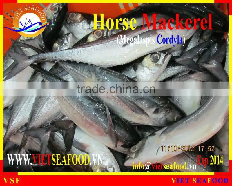 FROZEN W/R HORSE MACKEREL