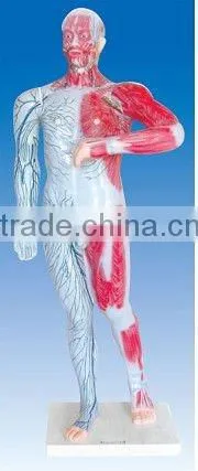 Venous model ,Human lymphatic and superficial venous distribution