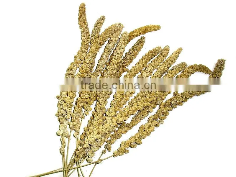 organic hulled millet