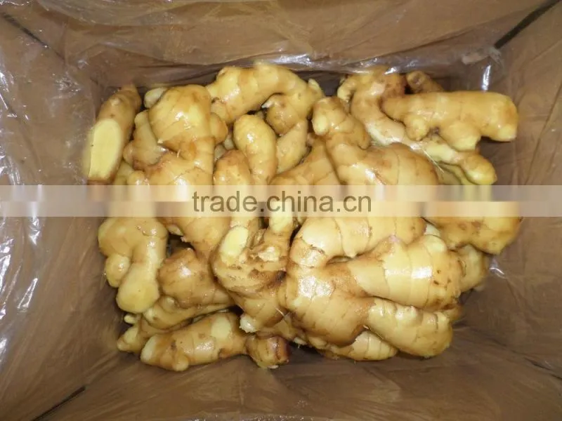 2015 ginger very best quality