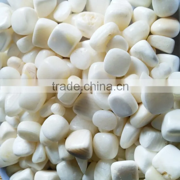 wholesale Price Tumbled Tridacna Stone