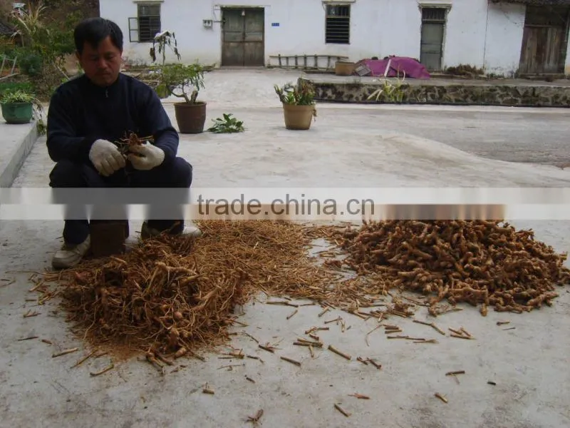 Chinese spices of galingale root