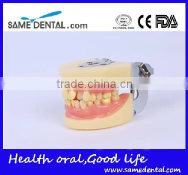 Dental Extraction Model School Teaching Model Teeth Model