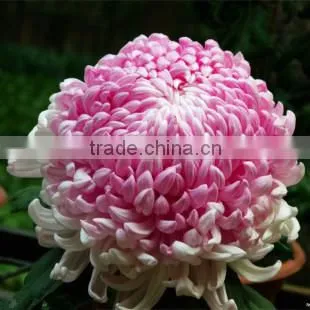 Hybrid Chrysanthemum Seeds For Sale