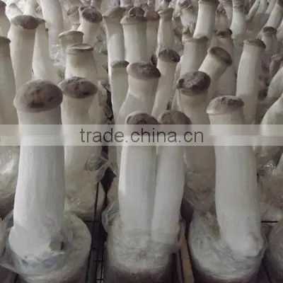 Whole Part and Cultivation Processing Type oyster mushroom grow bag