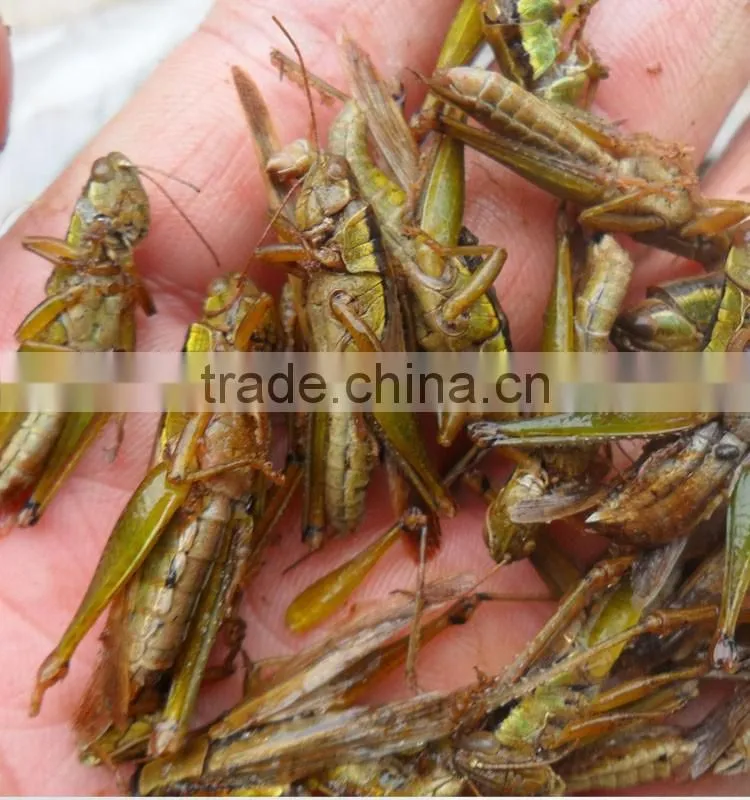 China products Dried Grasshoppers /Canned locusts