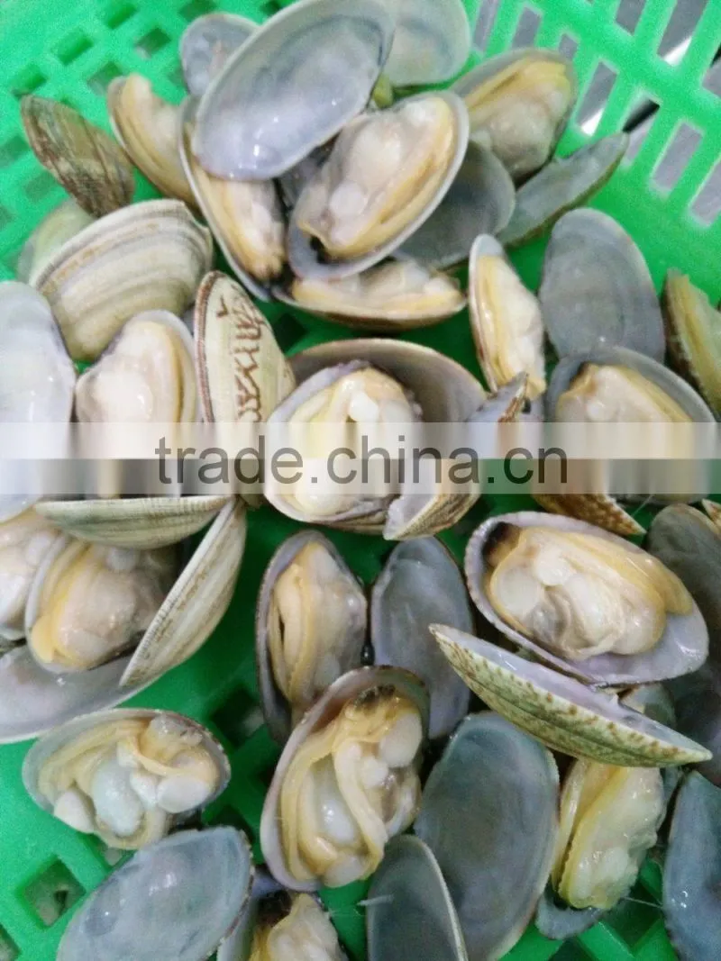 DELICIOUS FROZEN VACCUM BOILED SHORT NECKED CLAM