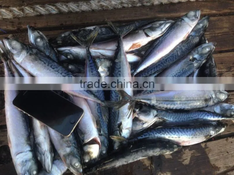 BQF 200-300g whole round seafrozen pacific mackerel
