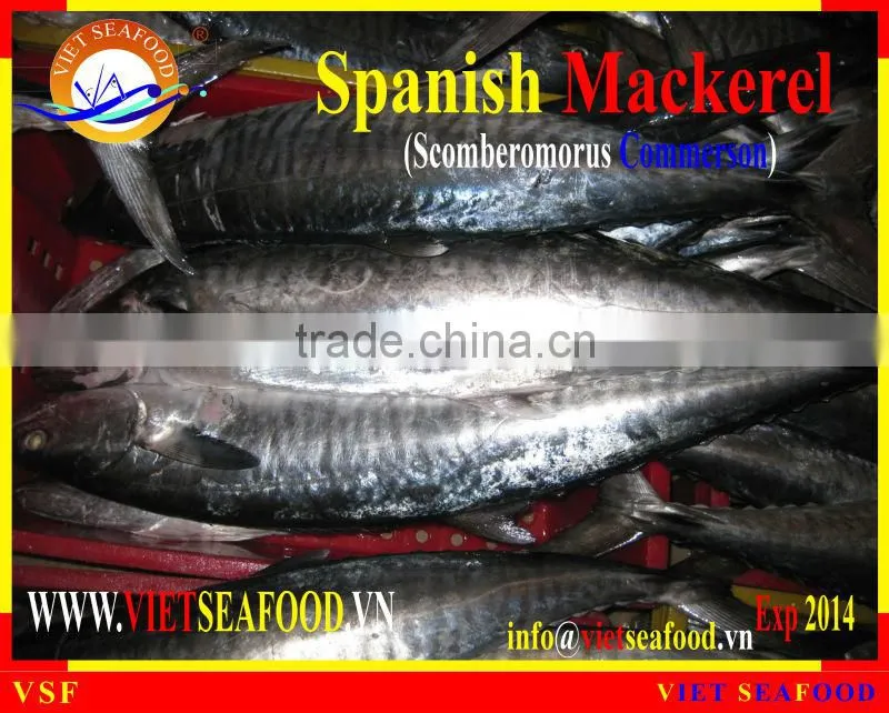 FROZEN SPANISH MACKEREL W/R