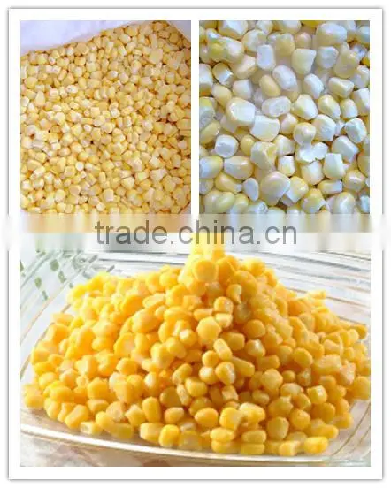 Canned and IQF frozen sweet corn