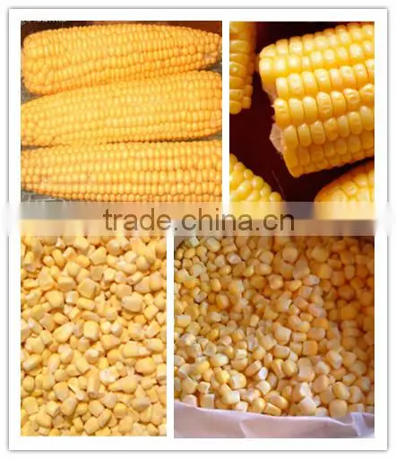 Canned and IQF frozen sweet corn