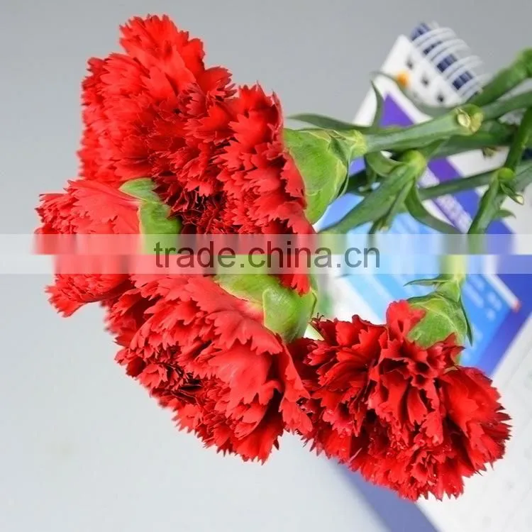 Good quality Mastor red carnation cut flower for wholesale