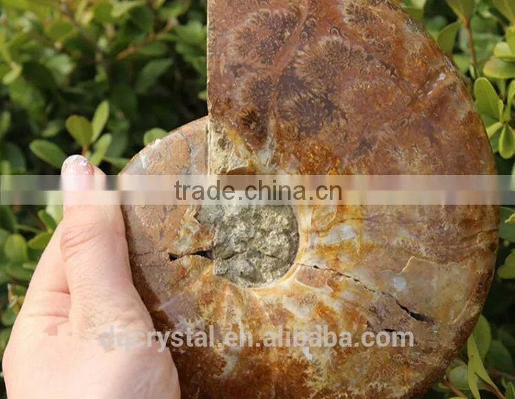 Wholesale Natural Snail Fossils animals fossils