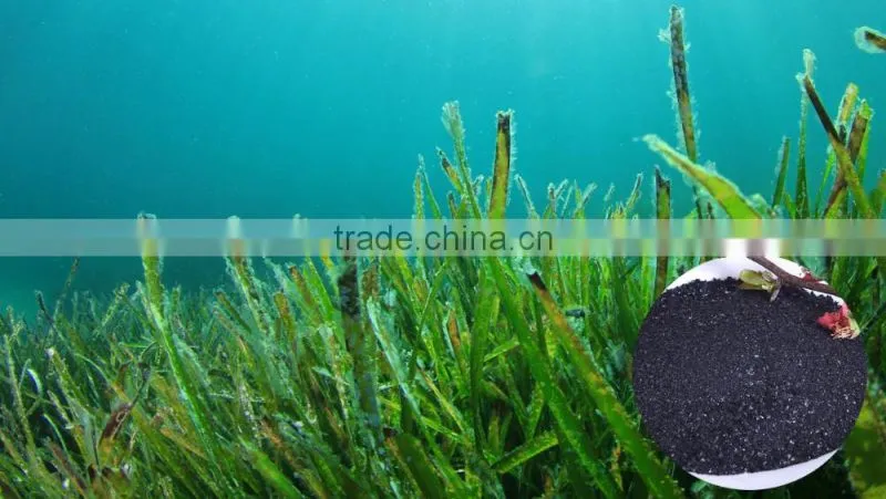Seaweed extract Powder fertilizer price for 600$ per ton