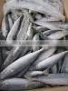 new frozen mackerel 150-200g landtime oct