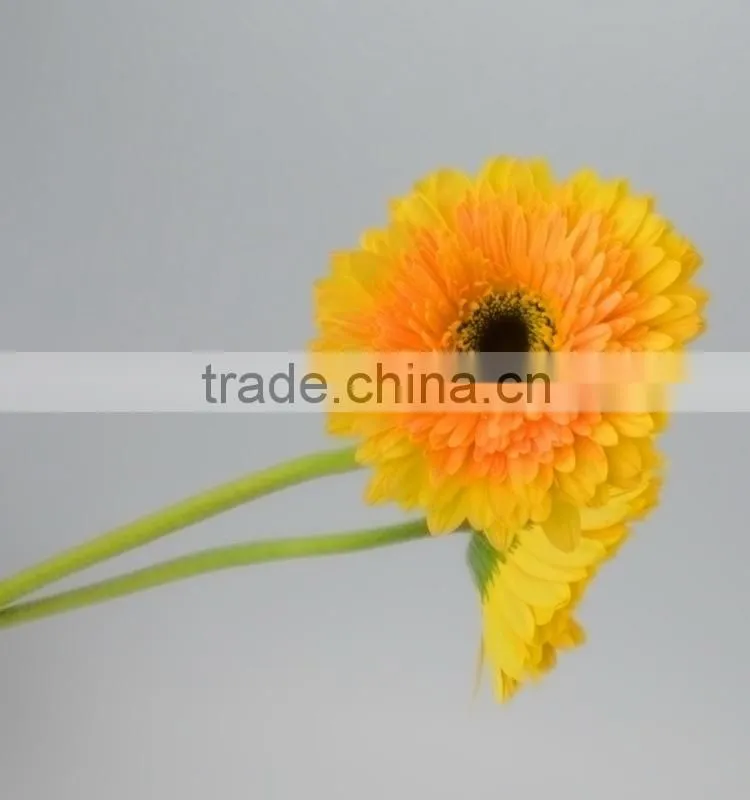 Fresh cut Champagne yellow gerbera