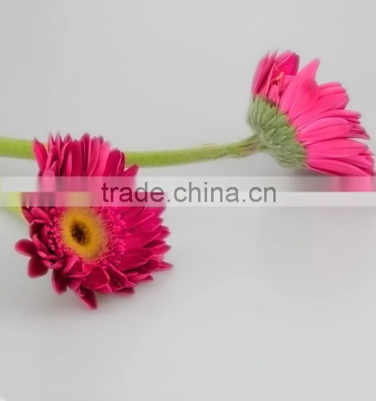 Bottom price Purple Petal fragrant aroma fresh flowers gerberas
