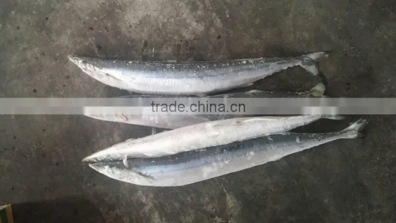 2015 seafrozen pacific saury whole round 0#:140g+