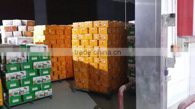 Carrot Price Carrot Farm Carrot Exporter 2016 best quality