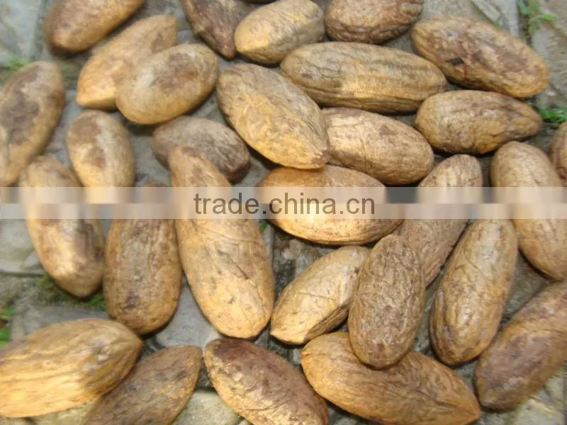 High Quality Hot Sale Kola Nuts