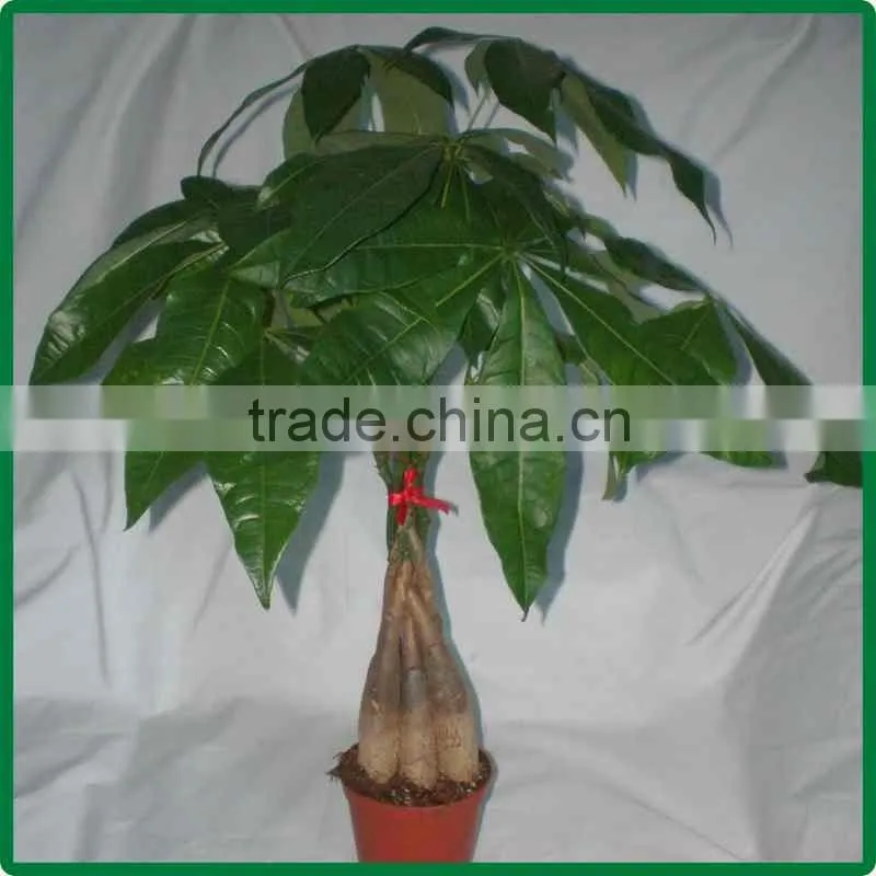 5 braided mini pachira macrocarpa aquatica bonsai money tree plant indoor ornamental decorative potted plants nursery