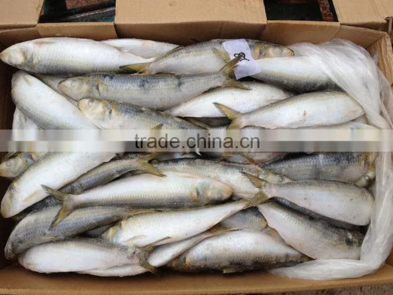 2016 Hot sale best quality newly caught w/r frozen sardine fish 8-10pcs/kg from China