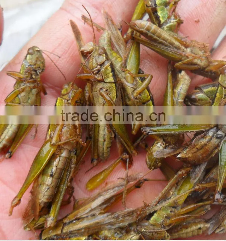 Pet Food Supplies Frozen Dried Grasshopper