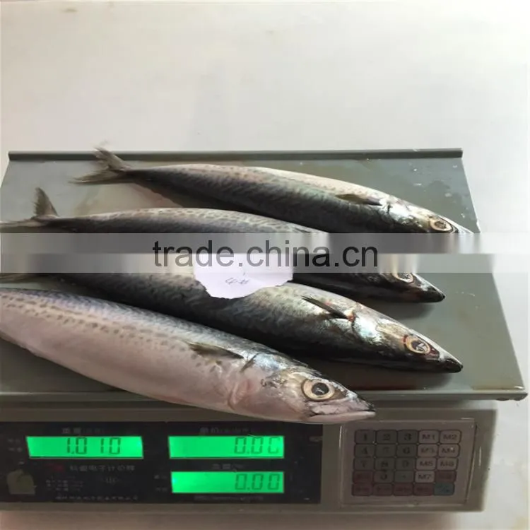 Frozen mackerel(saba) landfrozen saba fish 200-300G wholesale