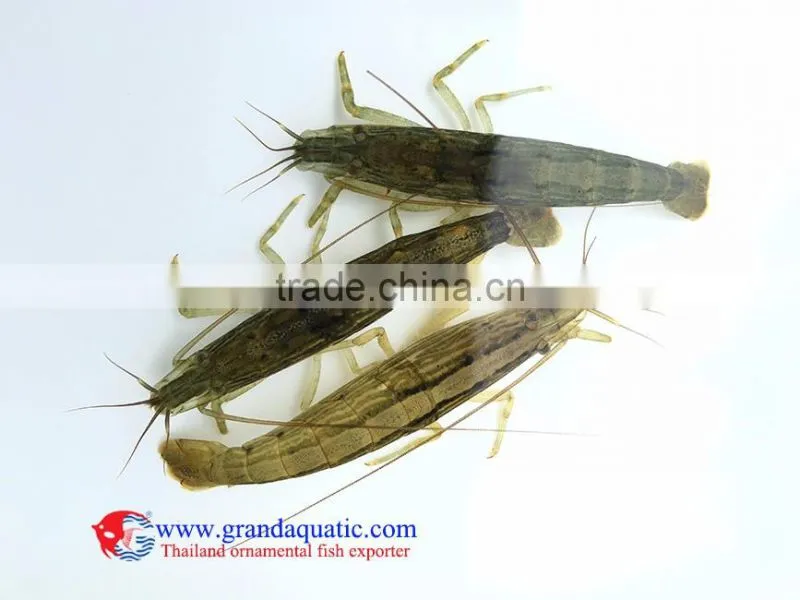 Rock shrimp for live freshwater aquarium