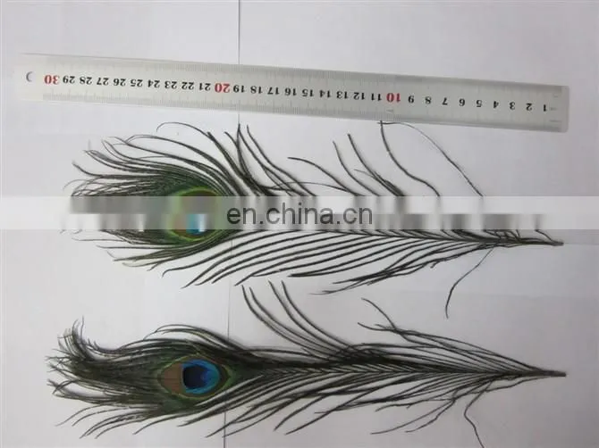 Factory directly sale 80-90cm wholesale stable quality peacock Feathers in stock