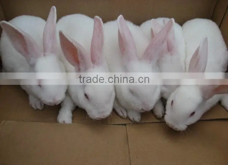 High quality rabbit ear tag/plastic number tag