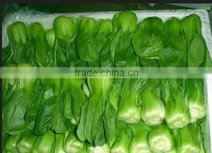 TJ - 309 Production Line Connected Large Type Vegetable Cutter