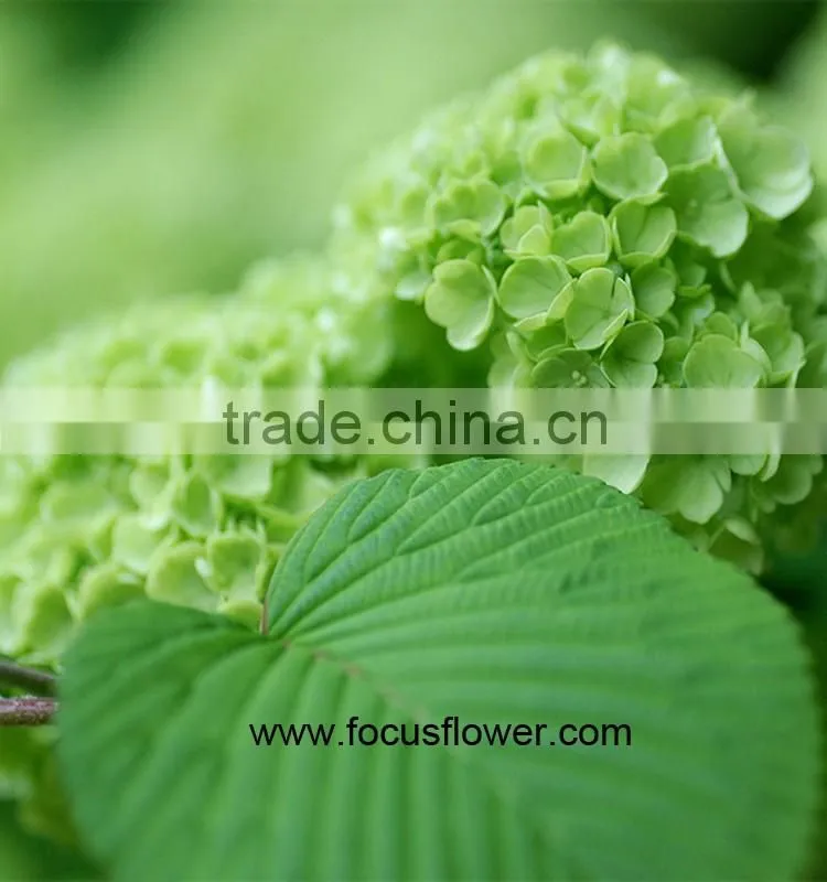 Hot Selling Fresh Cut Hydrangea With 50cm Long Stem