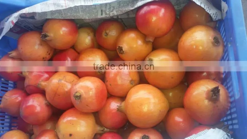 Fresh Pomegranate Sweet and Red Fruits