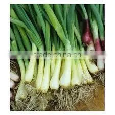SPRING ONION